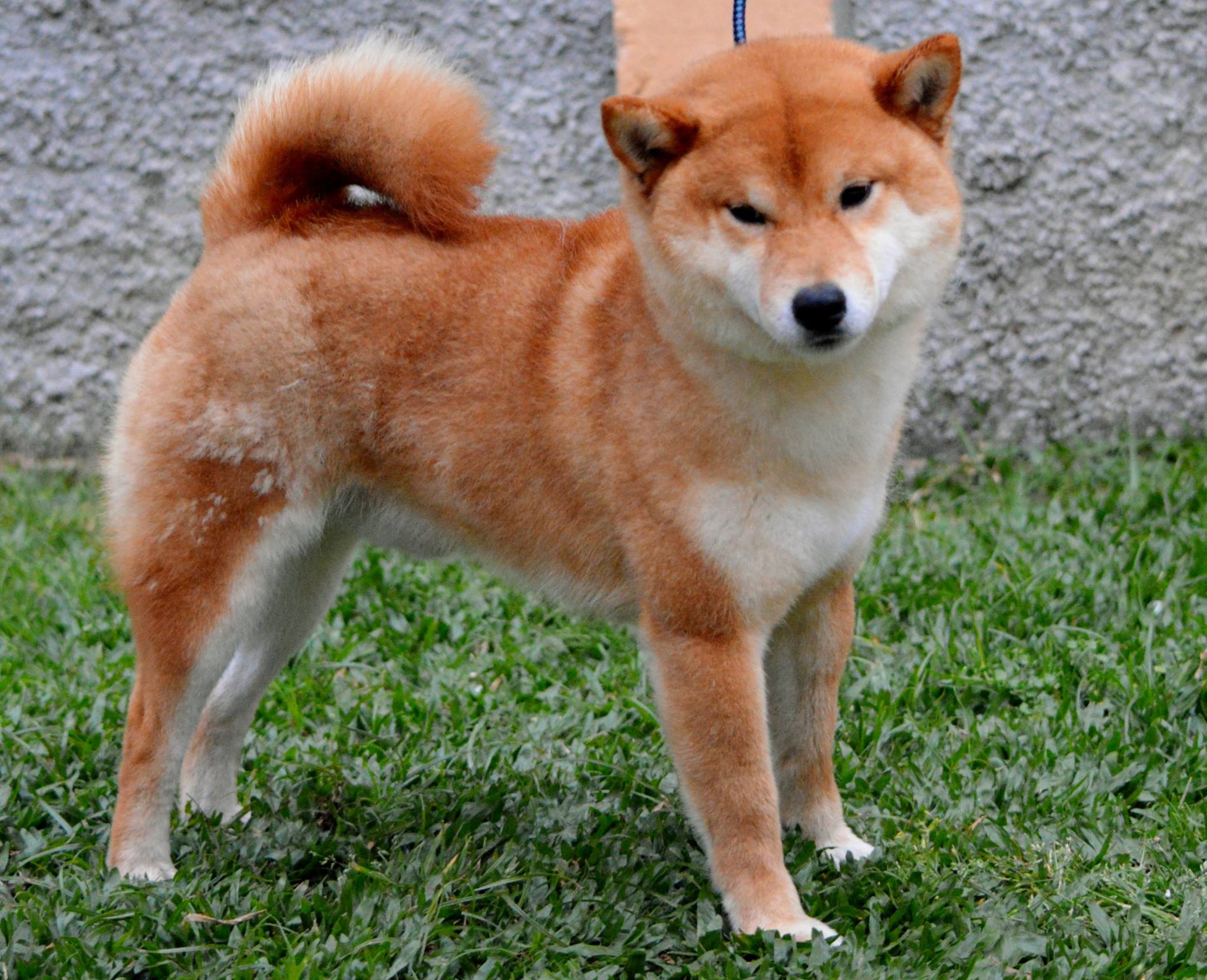 Японская порода собак Акита